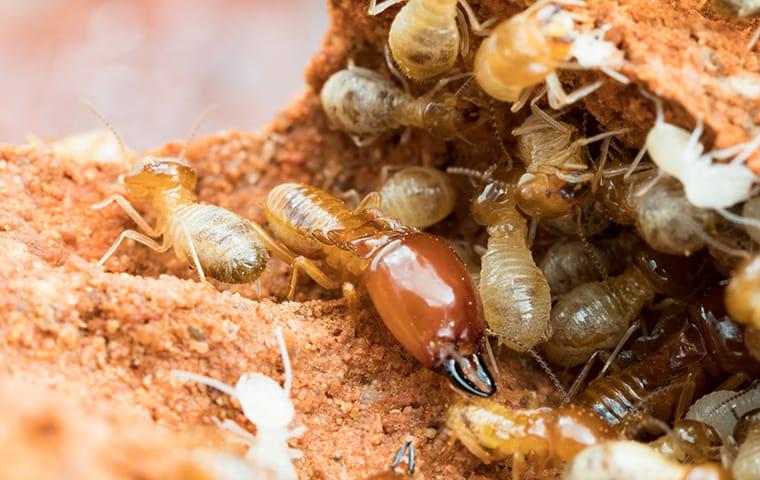 Pest and Termite Control Services